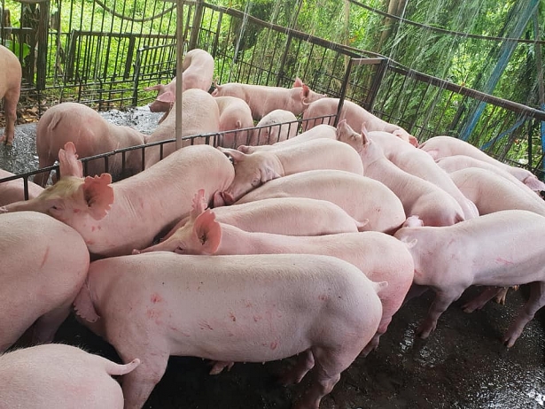 Giá heo hơi hôm nay 18/7: Ba miền cùng tăng giá, có nơi đạt 55.000 đồng
