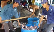 Lo ngại bẫy giá cá tra ảo từ thương lái Trung Quốc