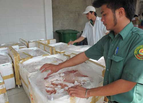 Đầy rẫy thịt heo lậu tuồn vào TP.HCM 