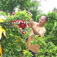 Tết Nhâm Thìn, cây cảnh hình rồng lên ngôi 