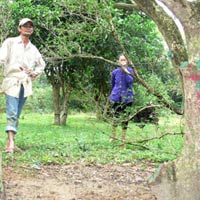 Thương lái Trung Quốc săn lùng ngâu cổ thụ 