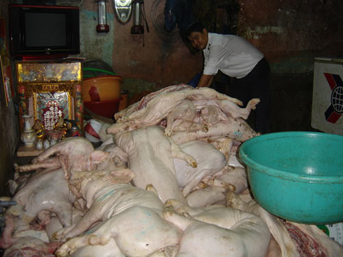 Tràn lan heo chết, heo bệnh