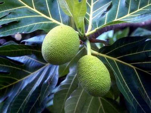  Kinh nghiệm dân gian dùng sa kê trị bệnh 