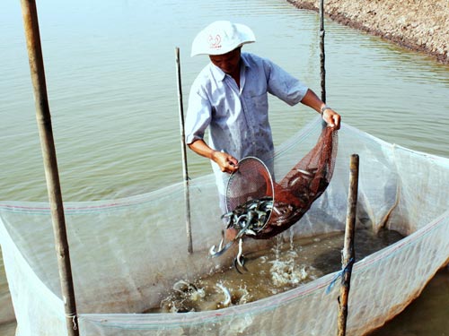 Cá kèo hồi sinh