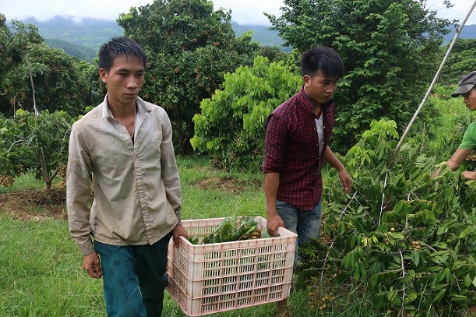 Sơn La quyết tâm xuất khẩu 5.000 tấn nhãn tươi sang Úc, Nhật Bản