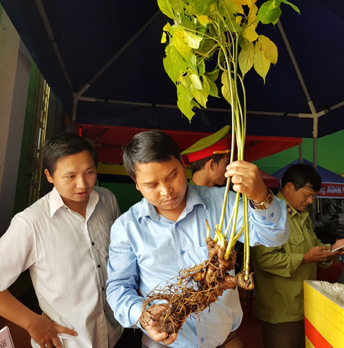 Mở rộng vùng địa lý của sâm Ngọc Linh