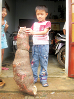  Củ mì... ''khủng"  