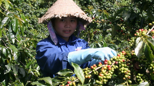 Đà Lạt: bất lực trước nạn "cà phê Arabica giả danh"