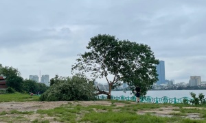 Cây 'sống ảo' ở hồ Tây bị chặt
