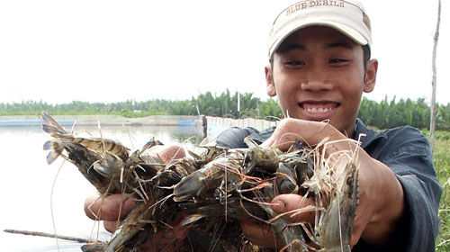 Tôm lại gặp rào cản