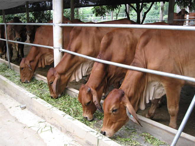 Chuyển đổi trong chăn nuôi