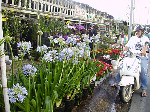 Hoa Tết dồi dào