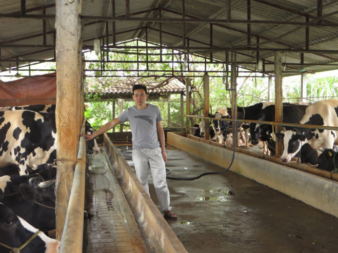 Vắt sữa bò ra... ô tô