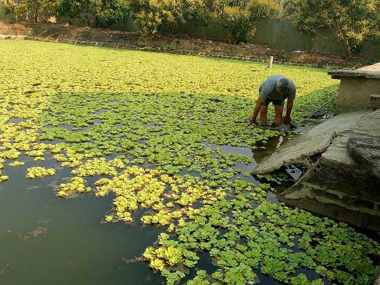 Thả ba ba la liệt trong 2.000m2 ao, lãi gần 1/2 tỷ đồng mỗi năm