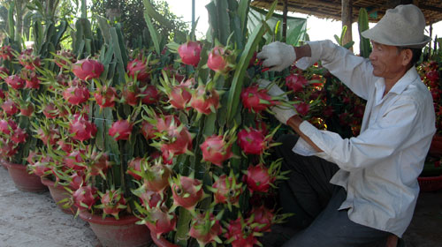 Thanh long kiểng, khóm phụng bán chạy 