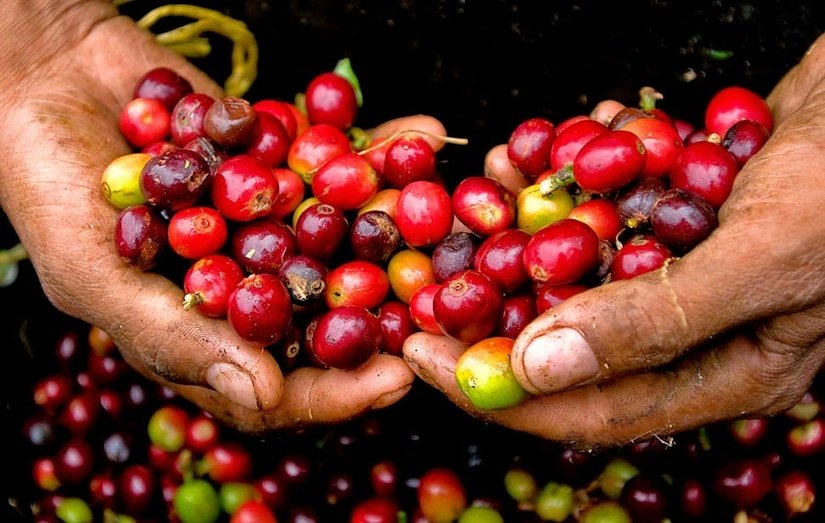 Giá cà phê hôm nay 12/6: Bất ngờ giảm mạnh 500 đồng/kg