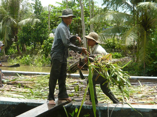  Tranh mua mía nguyên liệu 