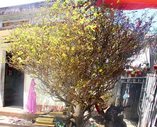 Lão mai tứ quý 40 tuổi, nở hoa vàng cả năm chỉ được trả giá... 10 triệu đồng