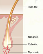  Dinh dưỡng - cội nguồn của mái tóc đẹp  