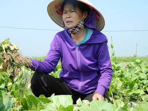 Giá rau xanh bán rẻ như cho vẫn ế, tại sao?