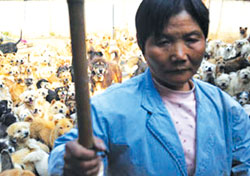 Bỏ tất cả vì chó 