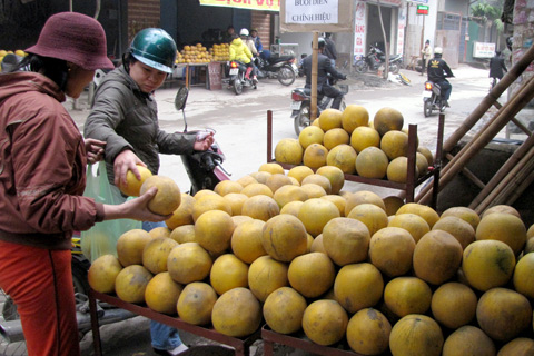Đặc sản bưởi Diễn tăng giá dịp cuối năm