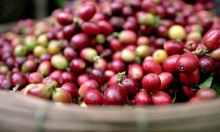 Giá xuất khẩu của nhiều nông thủy sản tăng vọt