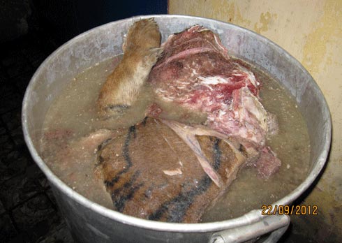 Xẻ thịt con hổ 280 kg