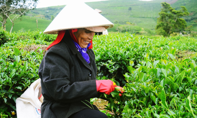 Việt Nam dẫn đầu về xuất khẩu trà sang Đài Loan