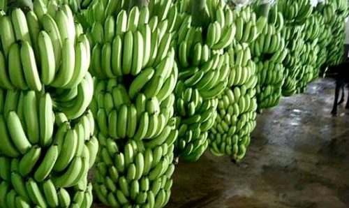 Giá chuối tăng cao kỷ lục