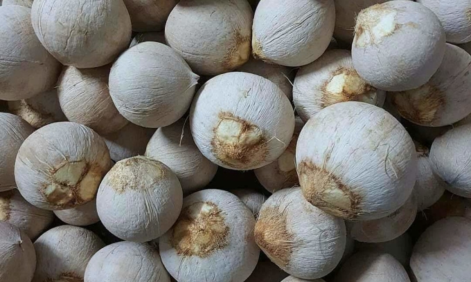Nắng nóng, giá dừa biến động như 'giá vàng'