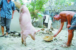  Chú heo đi bằng hai chân   