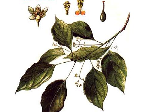 Chữa ho bằng bột long não