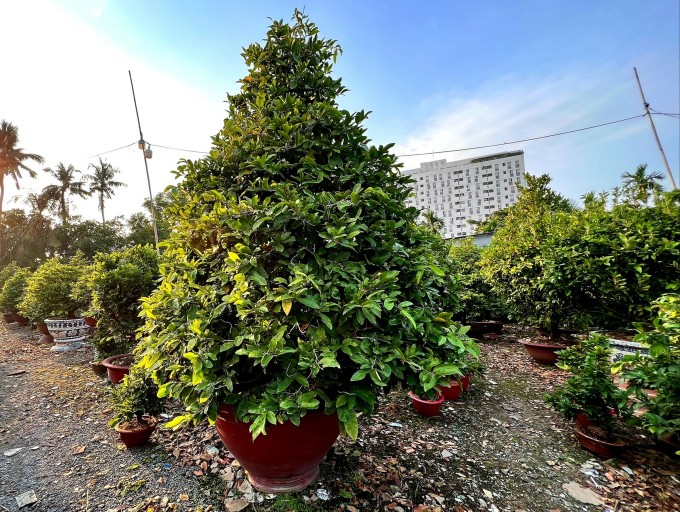 Vựa mai Tết nguy cơ lỗ tiền tỷ vì ế khách