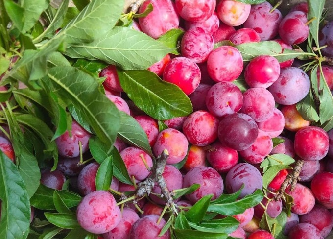 Vài nghìn đồng một kg 'mận cherry'