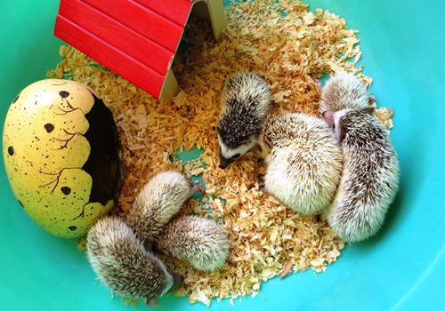 Kiếm bộn tiền nhờ kinh doanh nhím cảnh