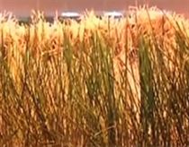 Trồng lúa trong văn phòng  