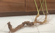 Củ sâm Ngọc Linh 180 gram có giá hơn 100 triệu đồng