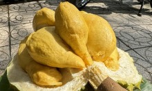 Sầu riêng Ri6 giảm mạnh xuống 50.000 đồng một kg