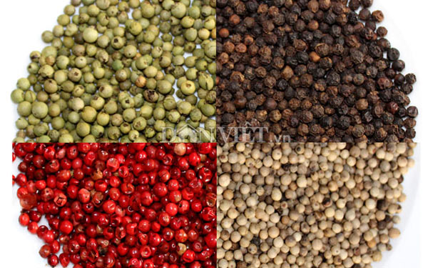   Giá tiêu còn 57.000 đ/kg, các “vua tiêu” chuyển sang… trồng bưởi