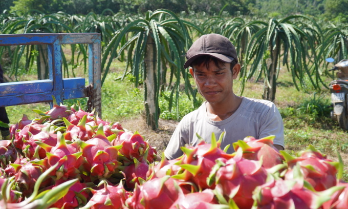 Trung Quốc nhập thanh long trở lại qua cửa khẩu Lào Cai