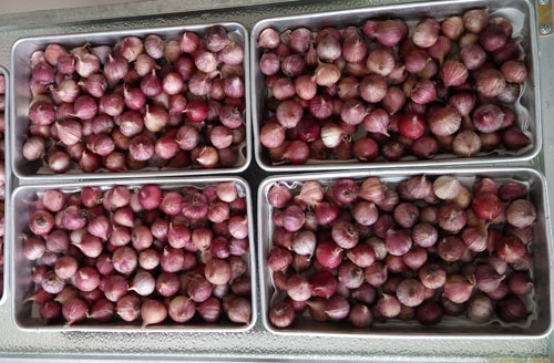 Dùng công nghệ nano ép tỏi chỉ đẻ một nhân