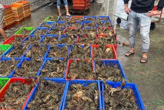 Tôm hùm kẹt ở cửa khẩu được bán với giá 'giải cứu'
