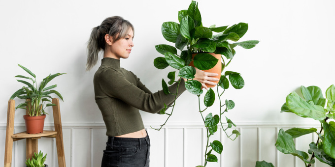 Ba loại cây giúp giảm căng thẳng ở văn phòng