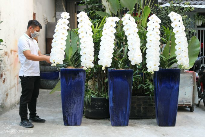 Chục triệu đồng một cành lan nữ hoàng chưng Tết
